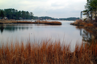 coastal vegetation